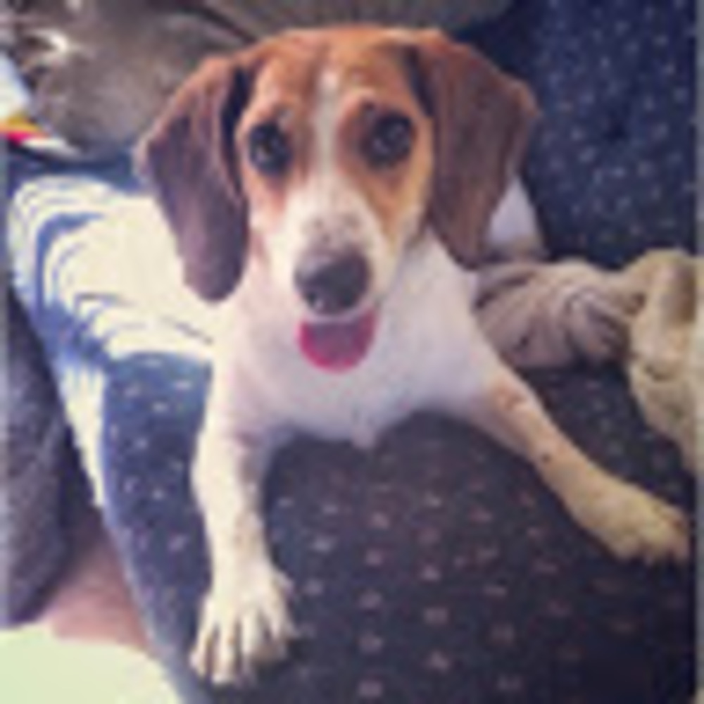 Meet your Posher, Tasha